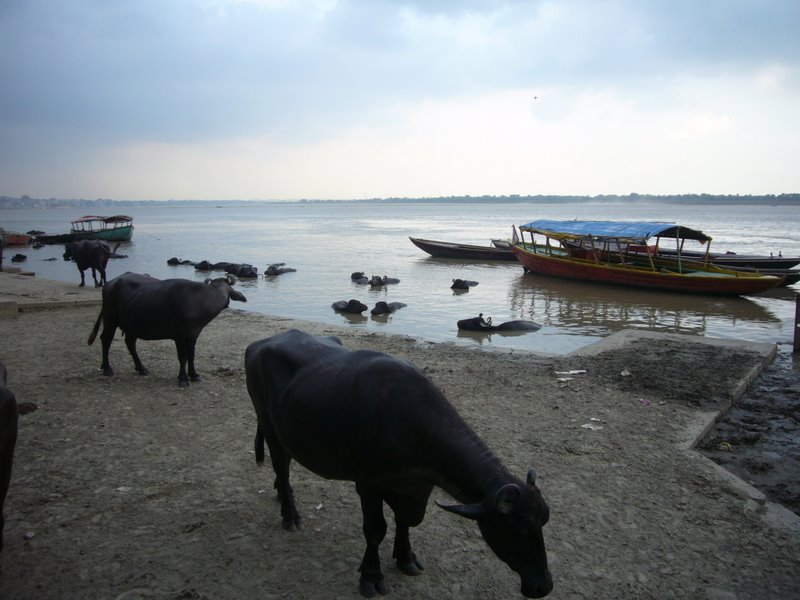 Water Buffalo
